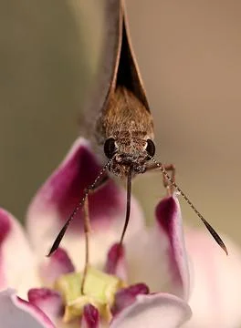 A Moth sits on a flower, in Idia, New Delhi, India - 29 Oct 2020 Stock Photos