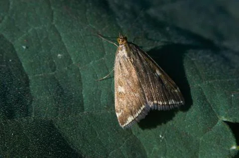 Moth sits on a green leaf (macro). 스톡 사진