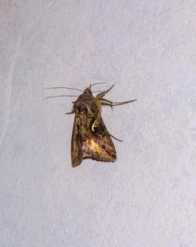 Moth sits on the wall Stock Photos