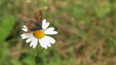 A moth sits on a white daisy. Stock Photos