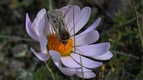 The moth sits on a white daisy trembling in a strong wind. Mongolia. Stock Footage 124976161