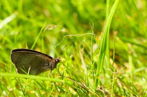 Moth sitting on Grass Stock Photos