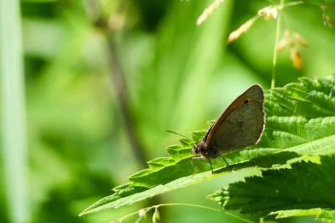 Moth Sitting on Leaf 写真素材