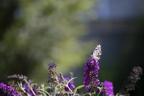 Moth Sitting on a Lilac Stock Photos