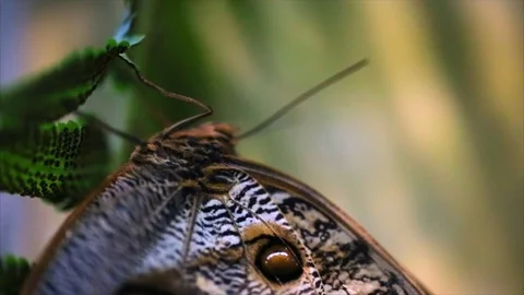Moth sitting on a plant. Video stock 88406607