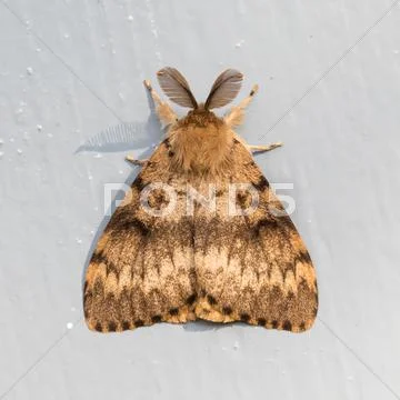 Moth sitting still Stock Photos
