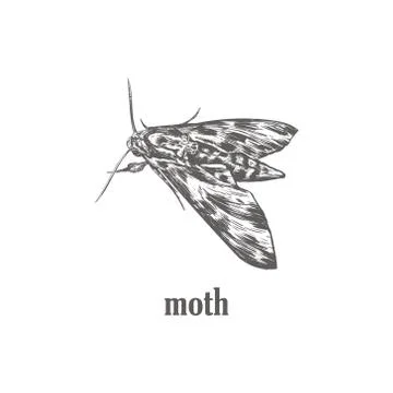 Moth sketch vector illustration. Stock Illustration