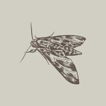 Moth sketch vector illustration Stock Illustration