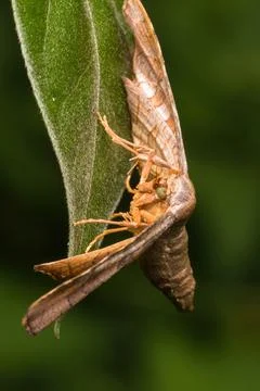 Moth standing on green leaf Stock Photos