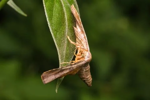 Moth standing on green leaf Stock Photos