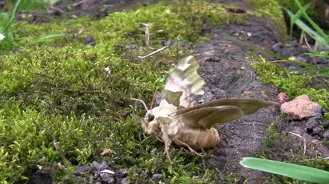Moth stretching its wings in spring Vídeos de archivo 48923143