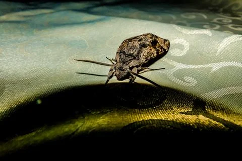 A moth is on a table Foto stock