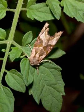 Moth on a tomato leaf Stock Photos