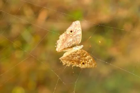 Moth trapped in spider web Stock Photos