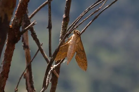 Moth on a tree in Myanmar Stock Photos