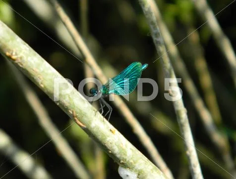 Moth on a tree Stock Photos
