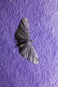 Moth in Ultraviolet Stock Photos