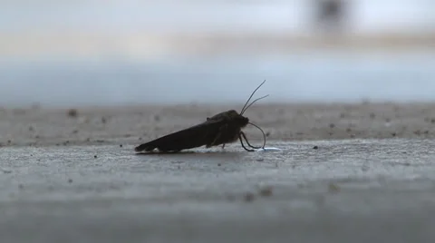 Moth using its proboscis to suck a water droplet. Video stock 28903342