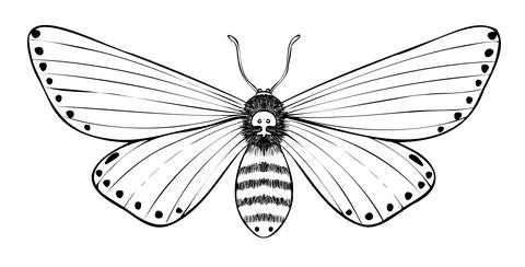 Moth vector illustration. Drawing of Night Butterfly painted by black inks in Stock Illustration