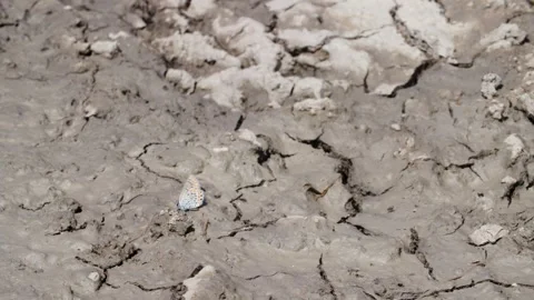 Moth Walking Through Dried Up Puddle, Moth Looking for Water in Stock Footage 249722265