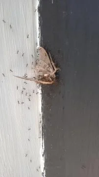 Moth on the wall close up Stock Photos