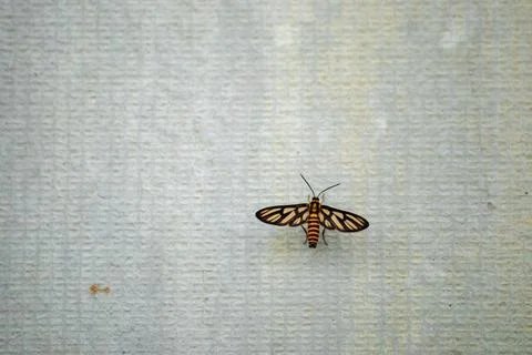 Moth on a wall for minimalist desktop background Stock Photos