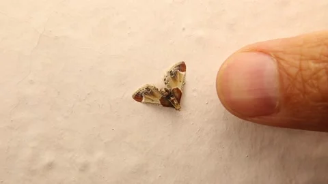 Moth on white background. camouflaged insect that looks like a bird feces Stock Footage 159600791