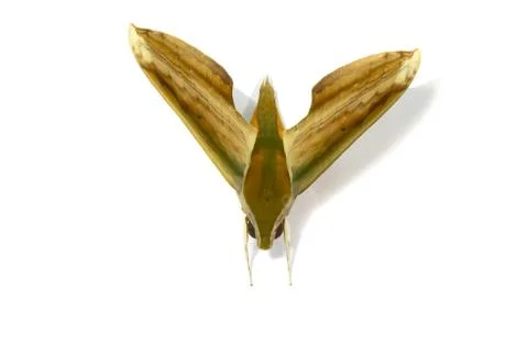 Moth on white background Stock Photos