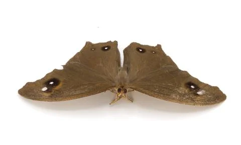 Moth on a white background. Stock-Fotos