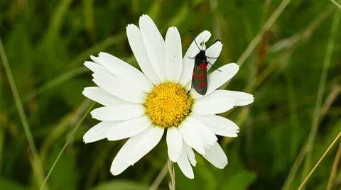 Moth on white daisy flower Stock Footage 7908892