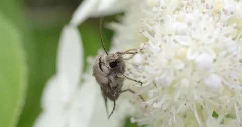 Moth on a white flowers Stock Footage 246693703