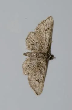 Moth on a white wall. Stock Photos