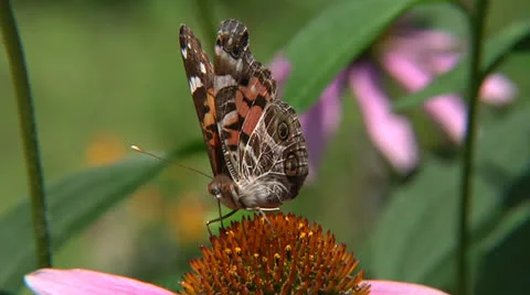 Moth on Wild Flower Stock Footage 26075016
