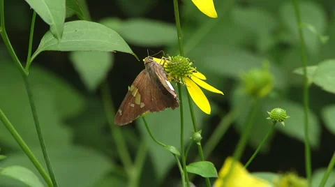 Moth on Wilflower 動画素材 1416104