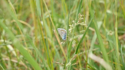 Moth on wind. Video stock 117097648