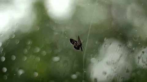 Moth on the Window 2 Stock Footage 39862531