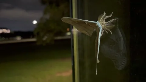 Moth on window in Austin, Tx 7/29/2026 Stock Footage 340776329