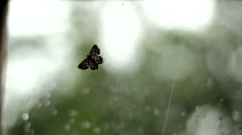 Moth on the Window Stock Footage 39862546