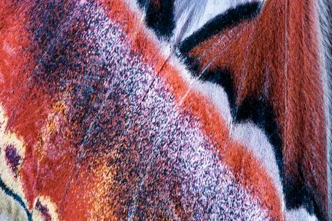Moth wing, close-up Stock Photos