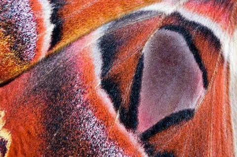 Moth wing, close-up Stock Photos