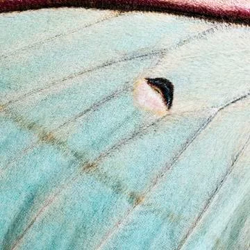 Moth wing, close-up Stock Photos