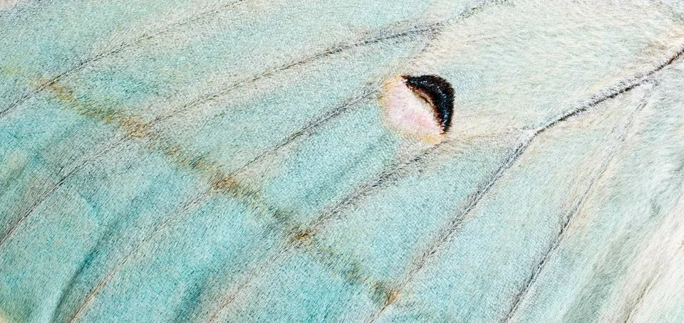 Moth wing, close-up Stock Photos