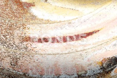 Moth wing detail Stock Photos