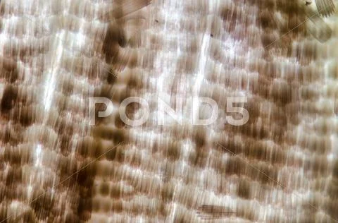 Moth wing micrograph Stock Photos