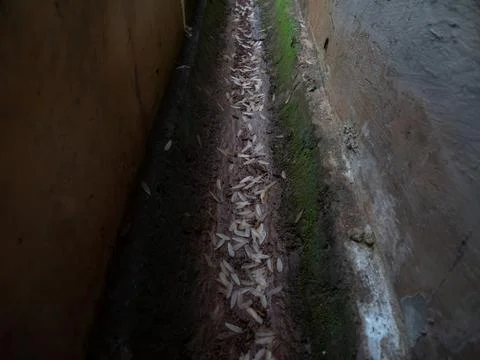 Moth wings Stock Photos