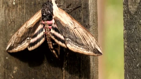 Moth on wood background close up Stock Footage 52722918