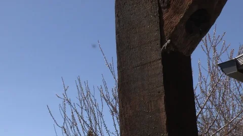 Moth on Wood Post Stock Footage 93831066