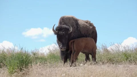 A mother American Bison nurses her calf in the grasslands of Montana. 스톡 동영상 338106166