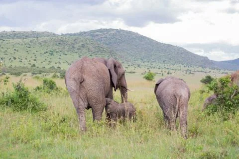 Mother and Baby Elephants walking together side by side in African grasslands Stock Photos