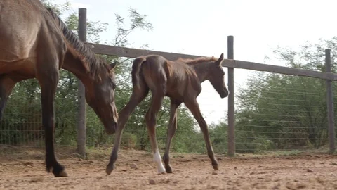 Mother and Baby Horse Stock Footage